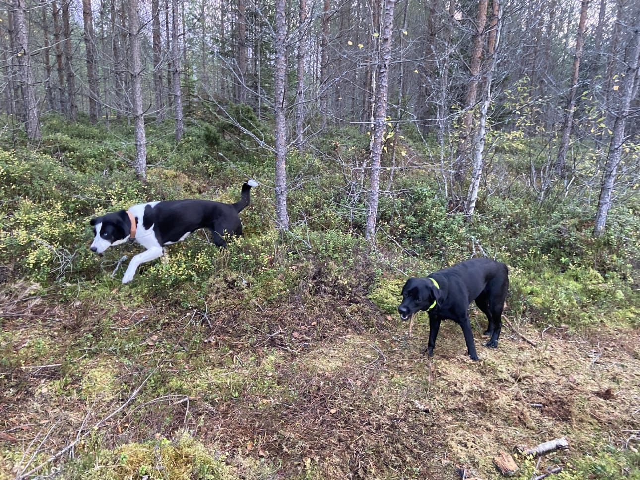 Koirakaverit Mimmi ja Maila nauttivat vapaana olosta Petsmon koirametsässä.