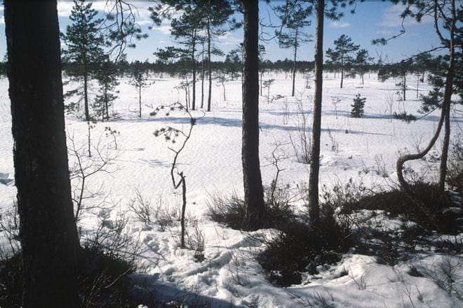 Kuvituskuva: Pekka Rajala