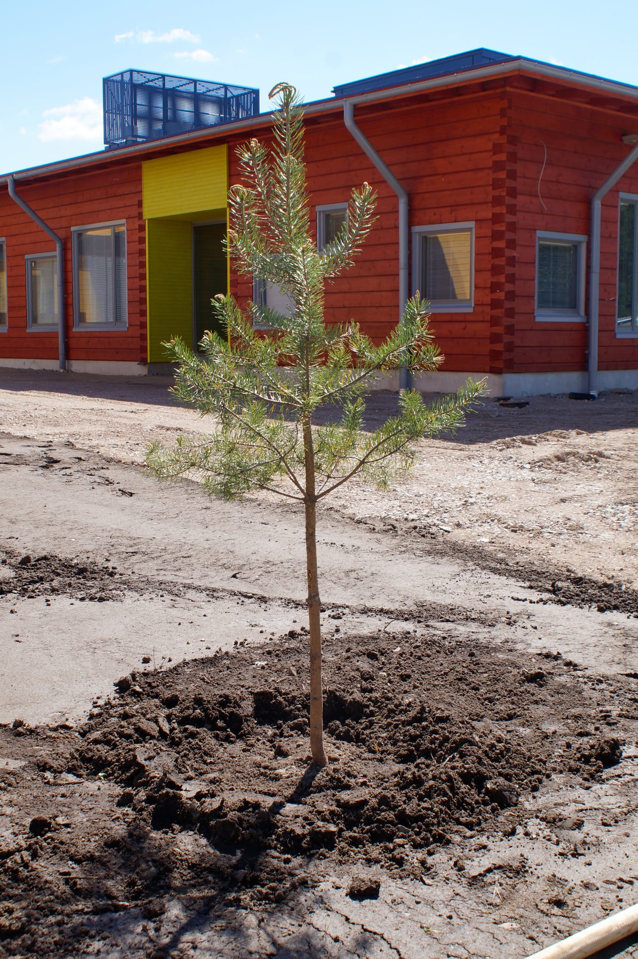 Männyntaimi lähdössä kasvuun Hirsikampuksen pihalla.