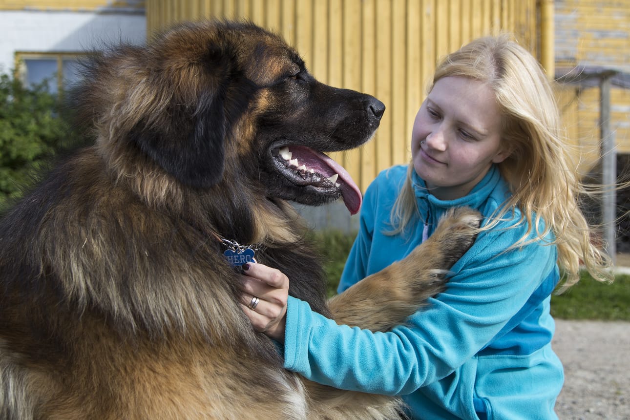 Jos koira kantaa mukanaan omistajan yhteystietoja, sitä ei tarvitse koskaan hakea löytöeläintarhalta. Hero-koiran pannassa lukee sen nimi ja Mirella Virkkulan puhelinnumero. Yhteystiedot tarvitsee myös metsästyskoira.
