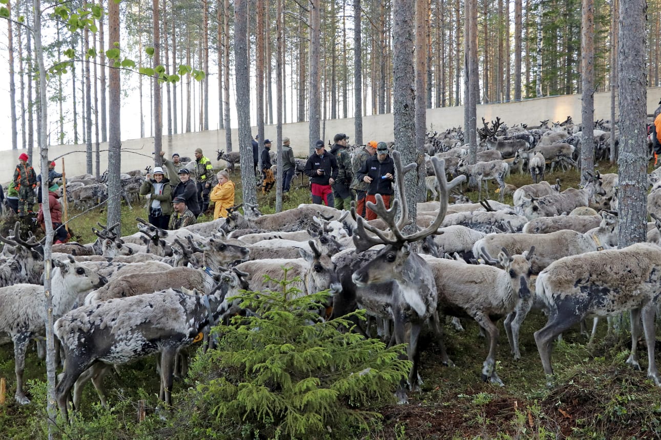 Kesäerotuksen alkavat olla ohi Kiiminki-Kollajan alueella. Kesäkuun lopussa sää suosi niin aitaan saatuja poroja kuin siellä työssä olleita.