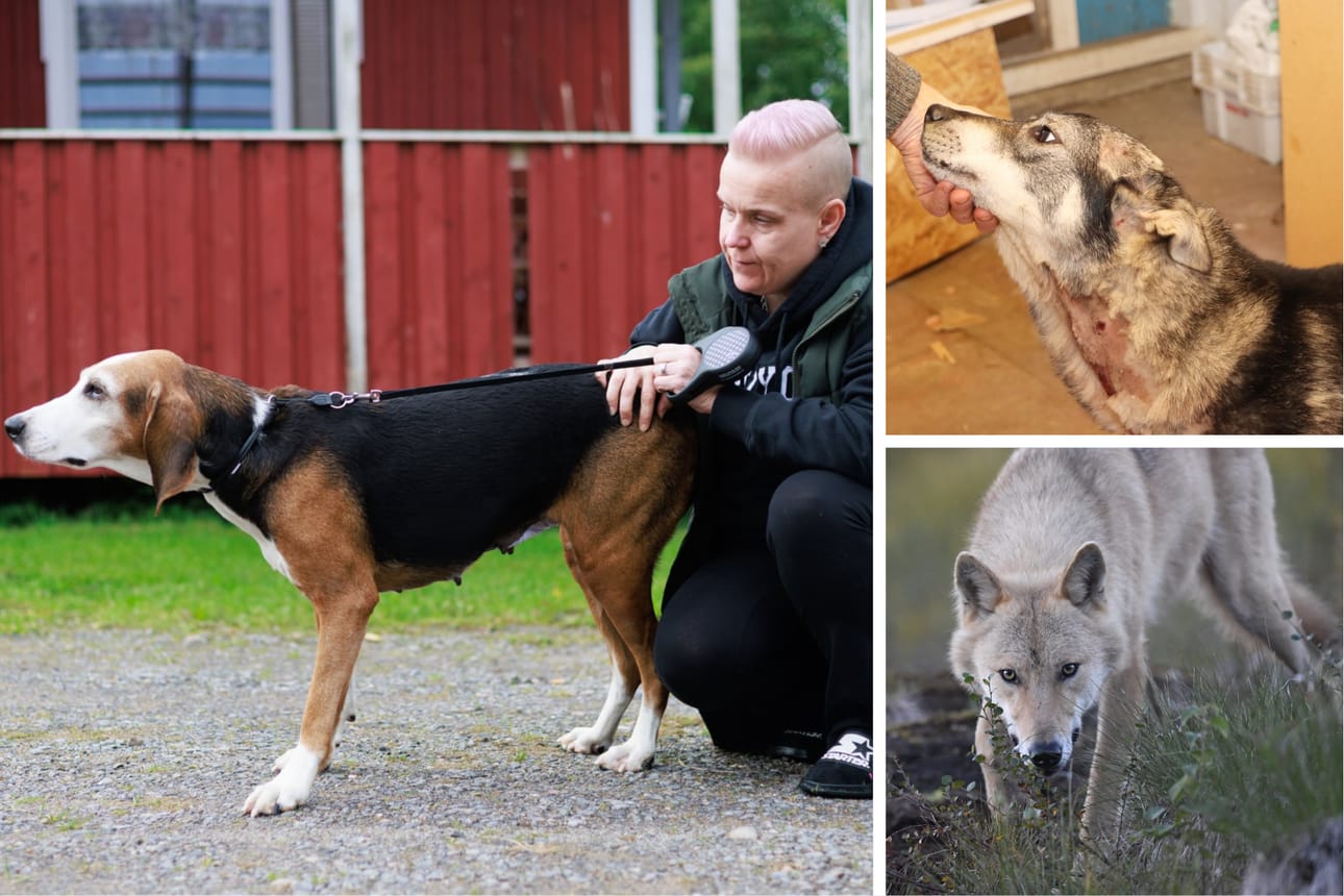 Suomenajokoira Luna selvisi suden hyökkäyksestä, vaikka toipuminen mietitytti Reetta Piiraista. Sapina-koira oikealla ylhäällä näytti toipuvan, mutta jouduttiin lopulta lopettamaan. Arkistokuva.