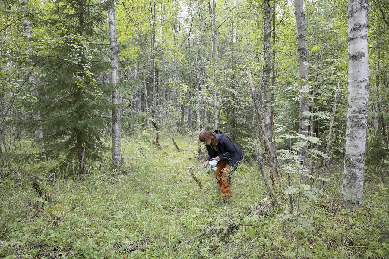 Luonnontuotekouluttaja Annikka Kujala etsii mesimarjoja merenrantametsästä. Aluksi maastossa ei näkynyt marjan marjaa, vaikka mesimarjan lehtiä oli siellä täällä.