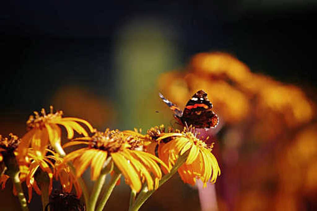 Allergiat ovat harvinaisia alueilla, joilla useat perhoslajit kukoistavat. Kuvan amiraaliperhonen lenteli pateniemeläisen omakotitalon pihassa toissa kesänä.
