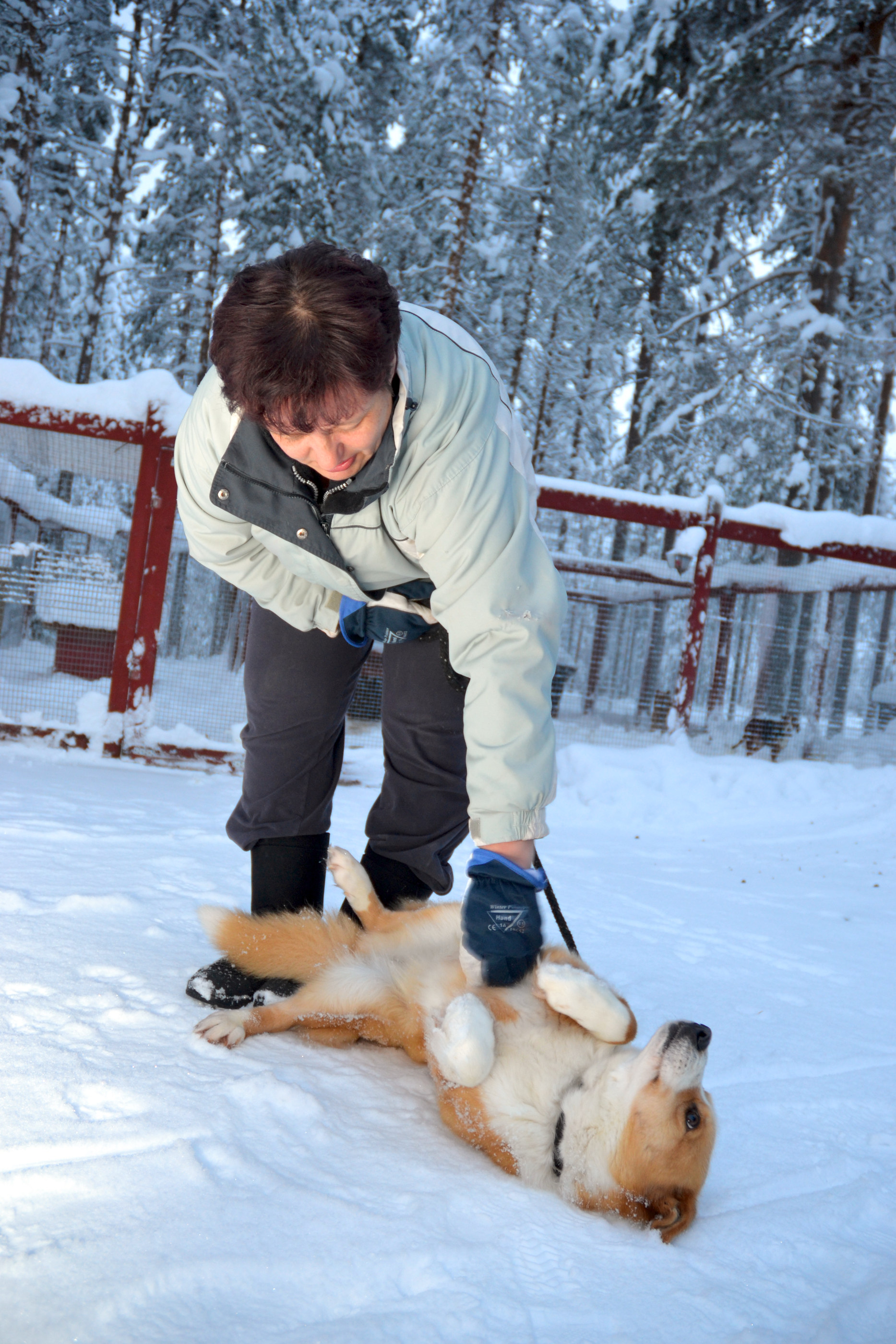Pohjanpystykorva on asustellut Seija Hautajärven suojissa jo syyskuusta.