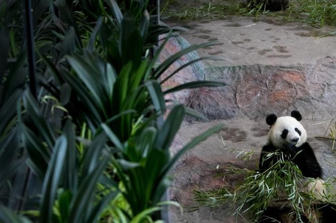 Bambu maistuu pandoille. Tavoitteena on kasvattaa pandojen suurta herkkua myös Suomessa. Kuva: Jaakko Elenius