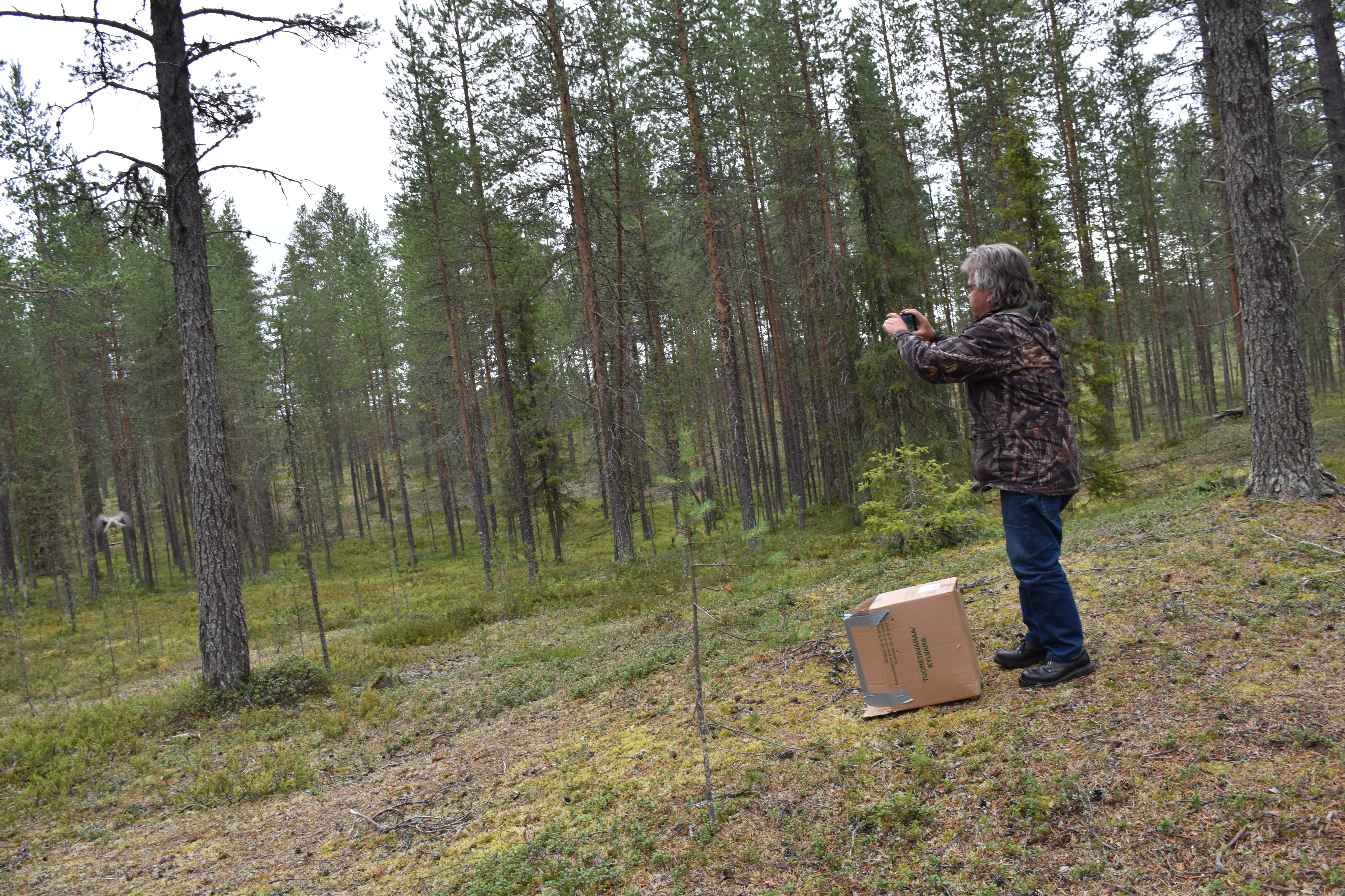 Harri-haukkaa lähtee lentoon kuljetuslaatikostaan Matkajoen lähellä, josta Harri Mourujärvi löysi sen. Mourujärven lisäksi vapauttamisessa oli mukana Timo Talala, joka oli ottamassa haukkaa kiinni.