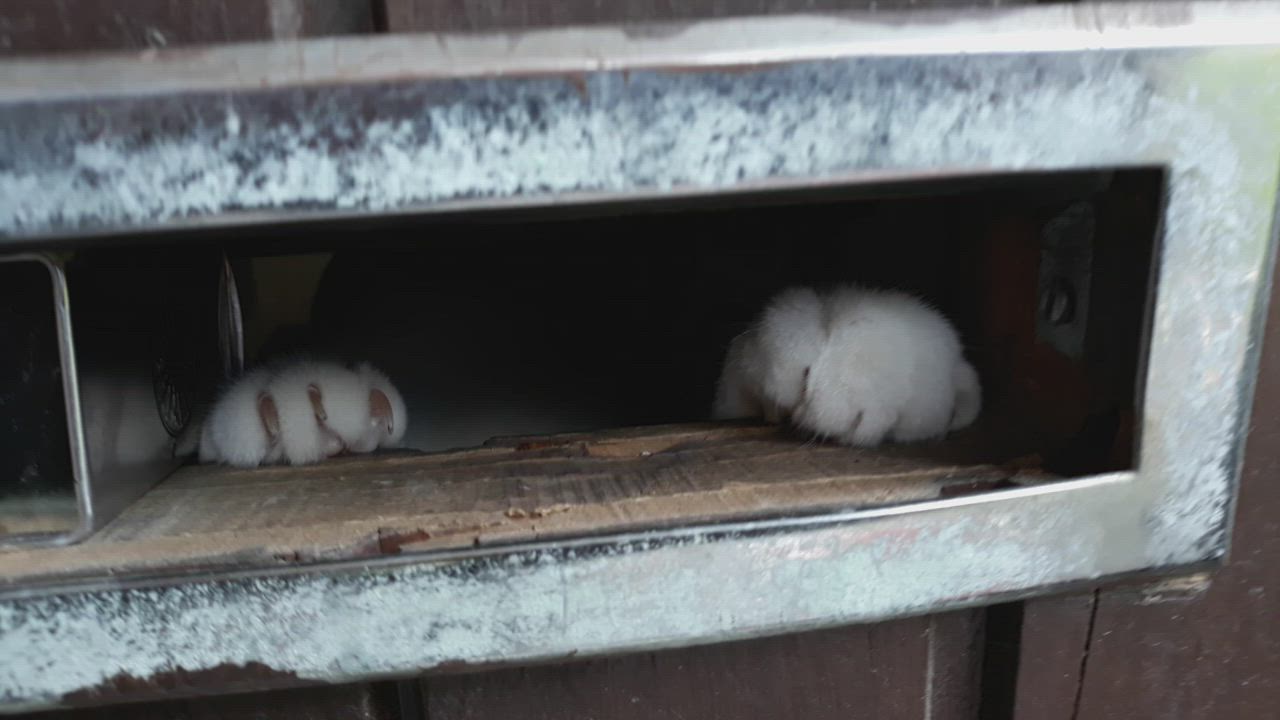 Kissa kurkkii luukusta ja tervehtii kotiin tulijaa