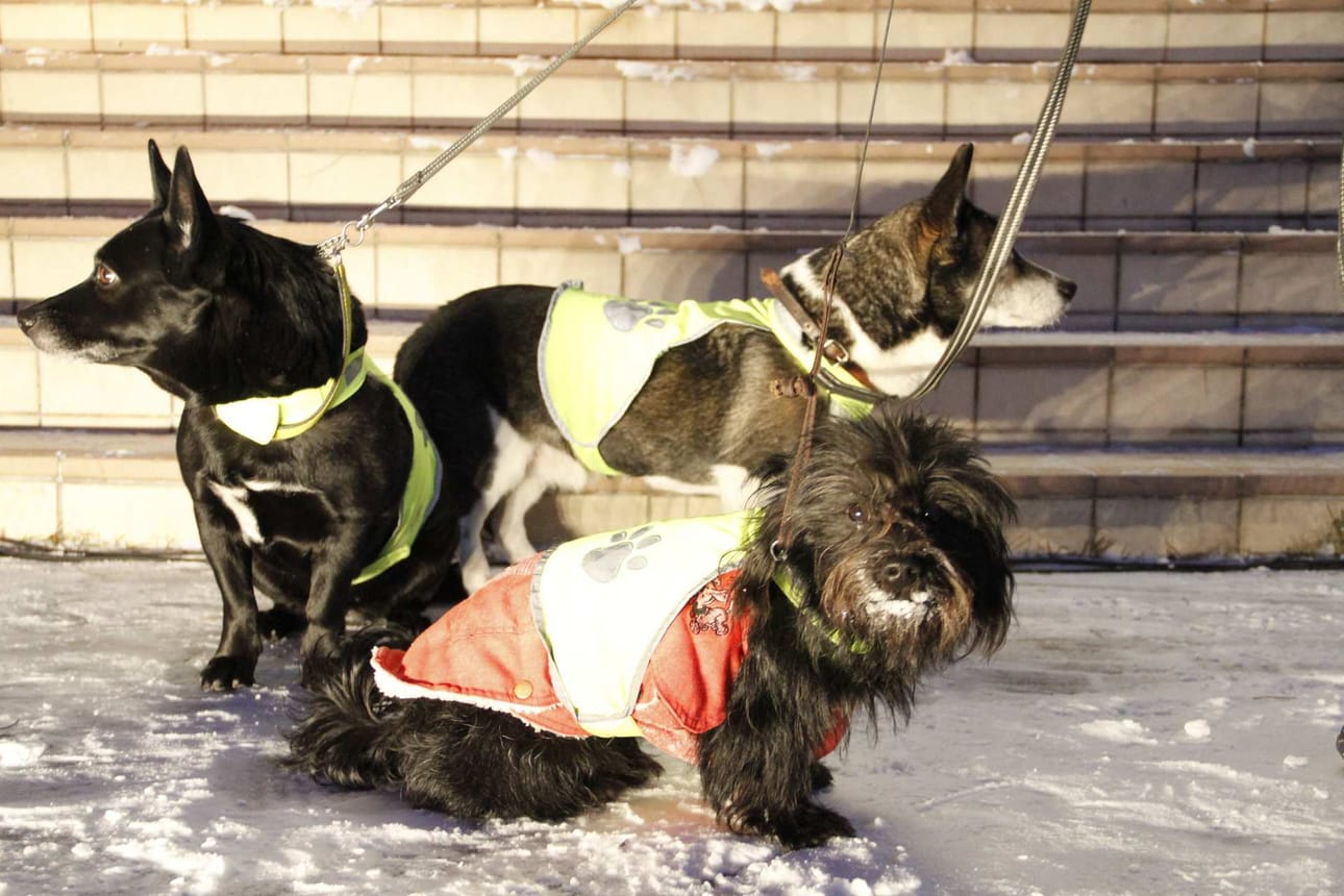 Eläimetkin ansaitsevat joulurauhan. Joulurauha on julistettu Raahessa eläimille jo 7 kertaa. Kuva on otettu ensimmäisessä tapahtumassa vuonna 2010.