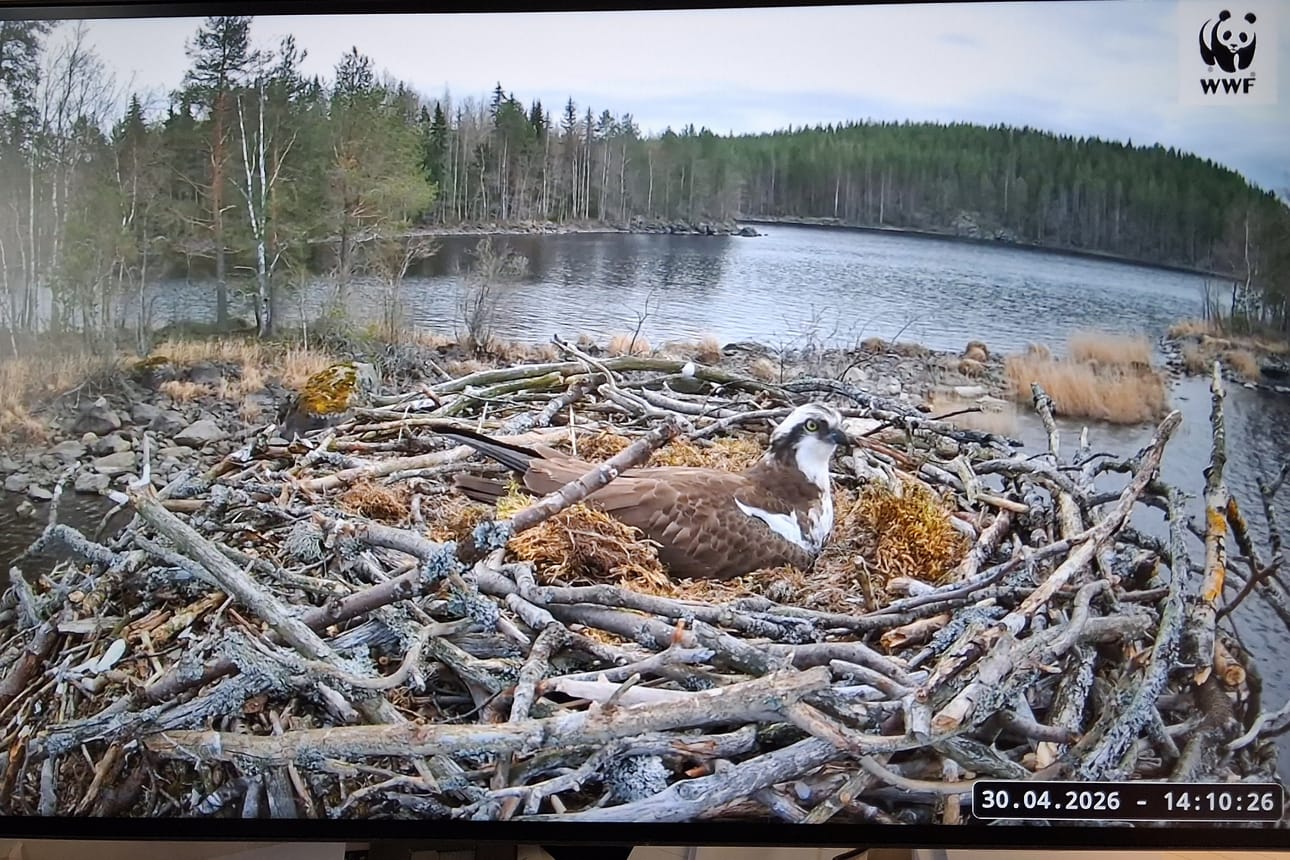Sääksiemo hautoo terävän näköisenä.