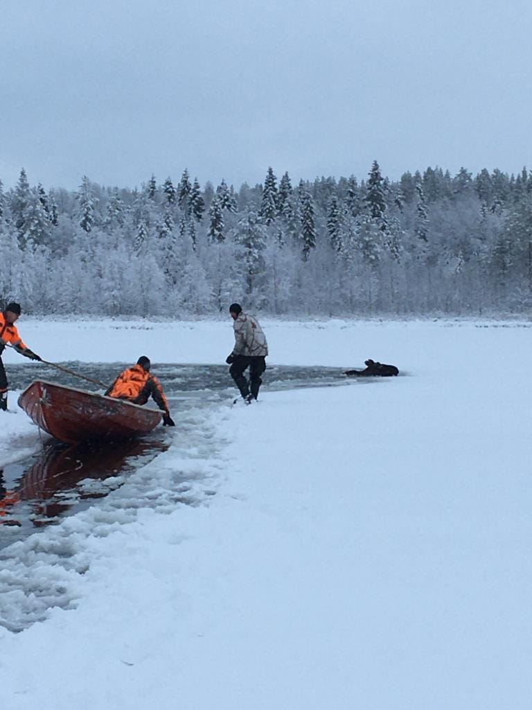 Eräseuran jäsenet sahasivat jäähän railoa, jotta hirvi pääsisi avannostaan pois. Sinne eläin oli joutunut käveltyään heikoilla jäillä.