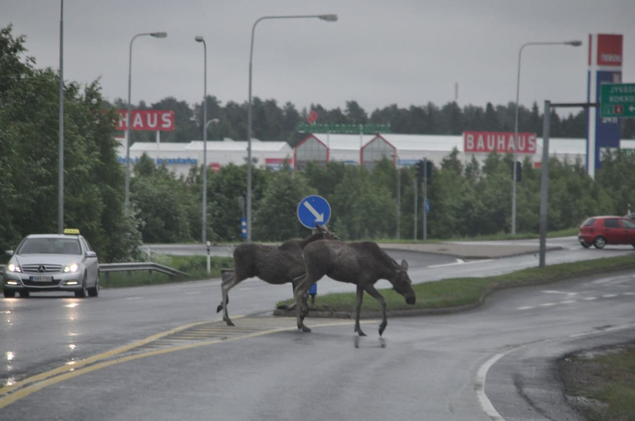 Lukija sai kuvattua tietä ylittävät hirvet Oulun Kaakkurissa lauantaina.