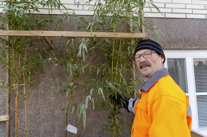 Esko Oravasaaren mielestä bambujen kasvatus suomalaisissa oloissa on hyvin mielenkiintoinen kokeilu. KUVAT: AARRE LÖYTÖMÄKI