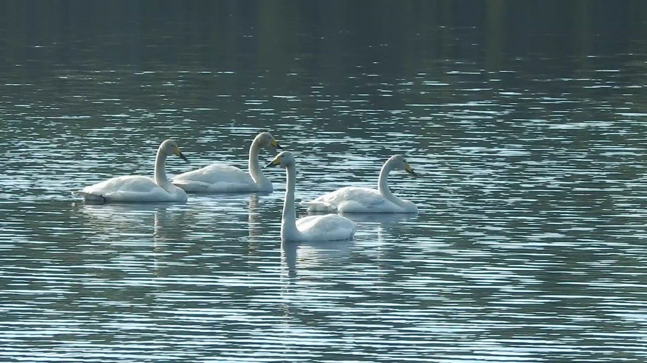 Syväjärven kodan rannan maisemissa