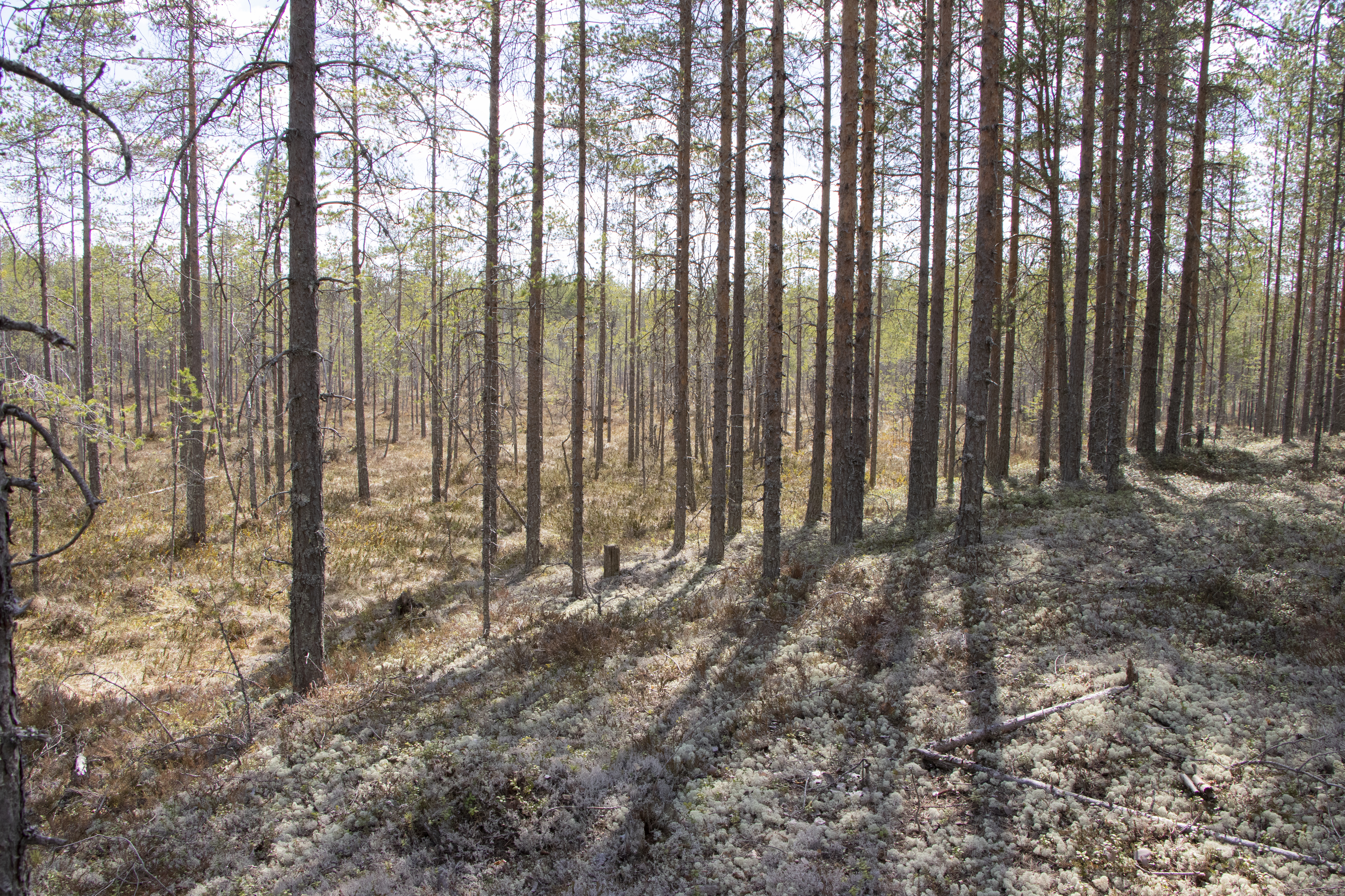 Pellikaisensuo on harvinaisuus ojittamattomuutensa vuoksi. Tällaiset rämeen reuna-alueet ovat Aution mukaan ihanteellisia teeren asuma-alueita. Yksi pesä lähistöltä löytyykin.