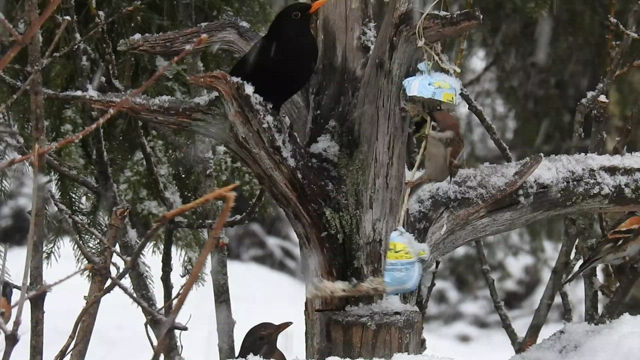Kantapaloilla herkuttelijoita