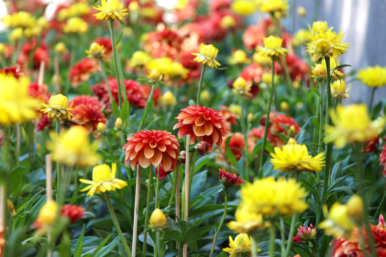 Daalia on kesäkukkien ikisuokikki. Tänä vuonna se kukkii oranssin ja violetin sävyissä Vaasan kukkaistutuksissa.