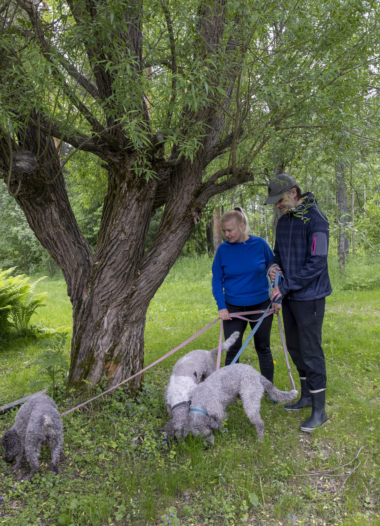 Lagotto romagnolot soveltuvat erinomaisesti tryffelien etsimiseen.