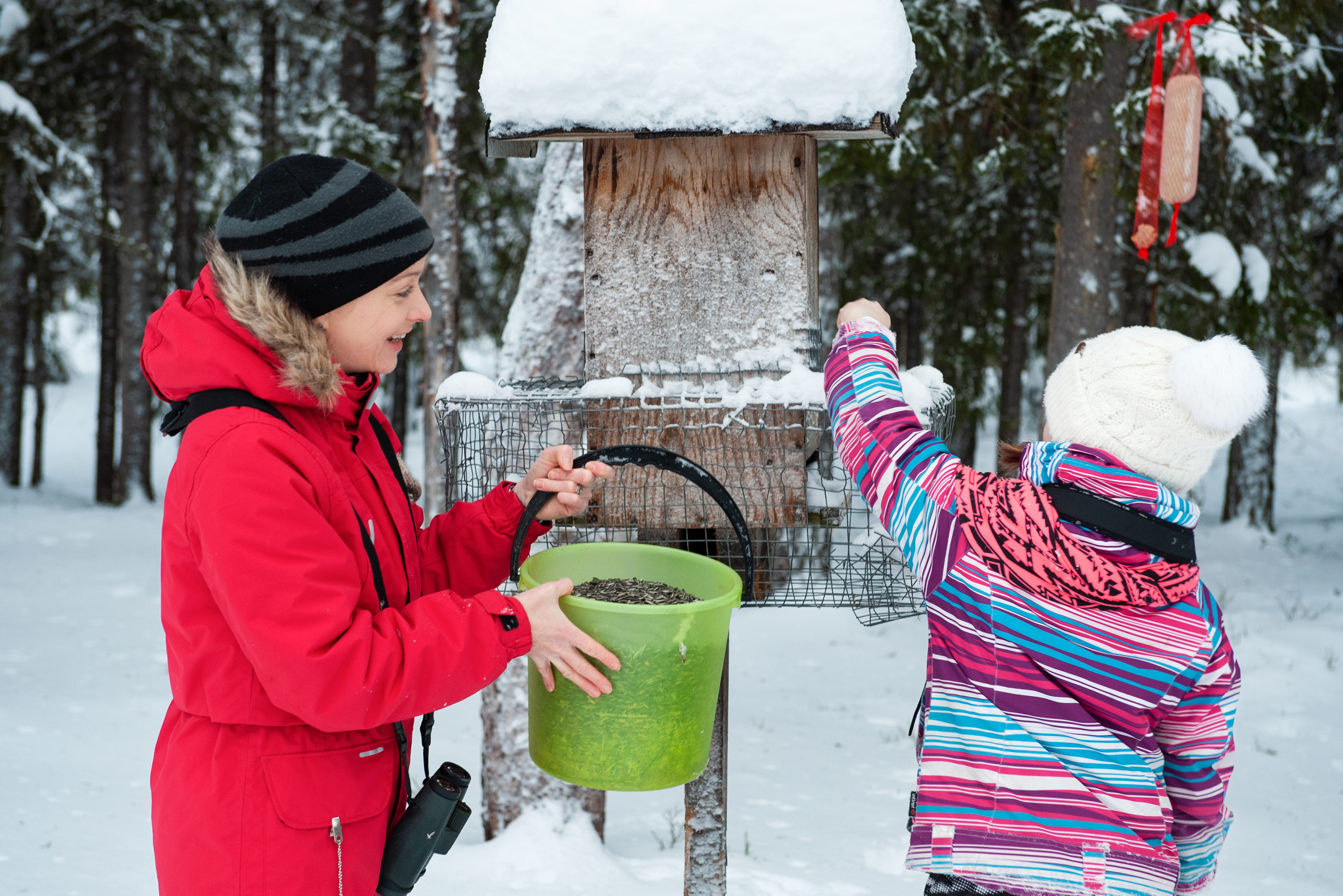 Talttuuko rottaongelma linturuokintaa suitsimalla?