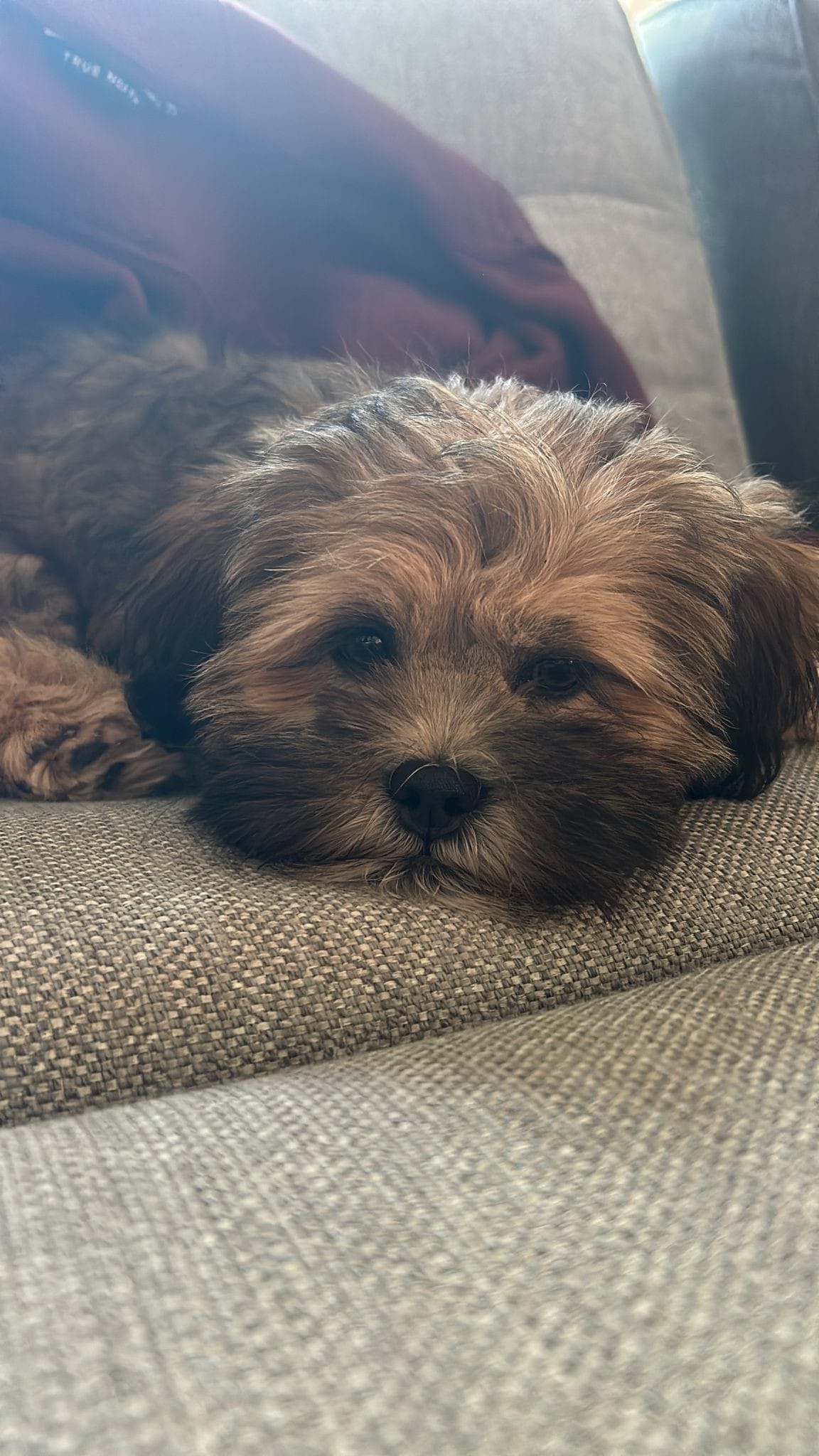 Henna Leskisen Luna-koira pääsee välillä Leskisen työpaikalle eli Raahen nuorisopalveluille.