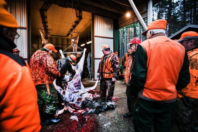 Seinäjoen Metsästysseuran ja Kihniönkylän Erä-Veikkojen yhteinen hirvijahti onnistui yli odotusten. Yksi hirvi ja kaksi vasaa saatiin kaadettua lounasaikaan mennessä. KUVAT: KRISTA LUOMA