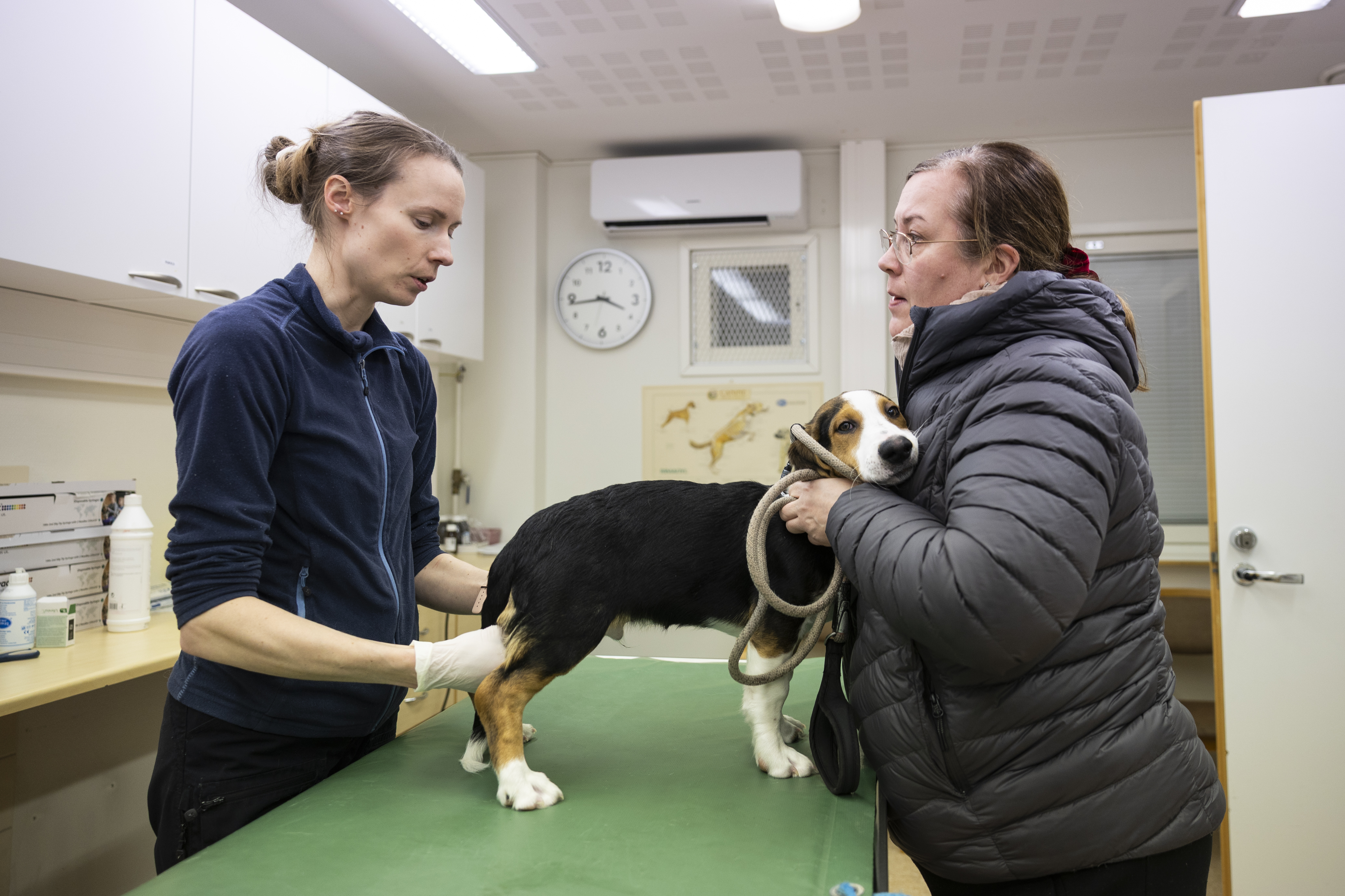 Eläinlääkintähuoltolaki muuttuu: Kurikassa peritään jatkossa lisämaksuja eläinlääkäripalveluista