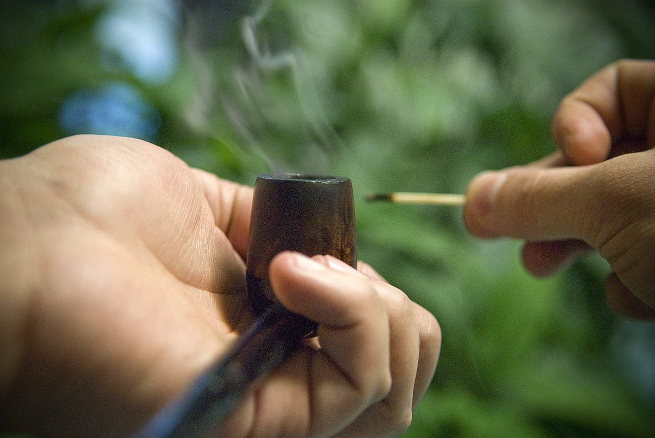 Kannabiksen kotiviljelyn lisääntyminen huolettaa poliisia.