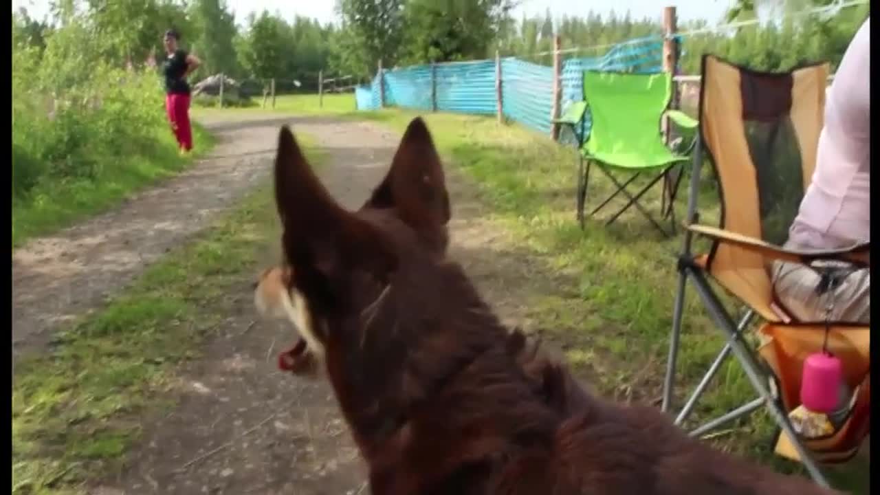 Paimenkoirista on paljon apua tuotantotiloilla