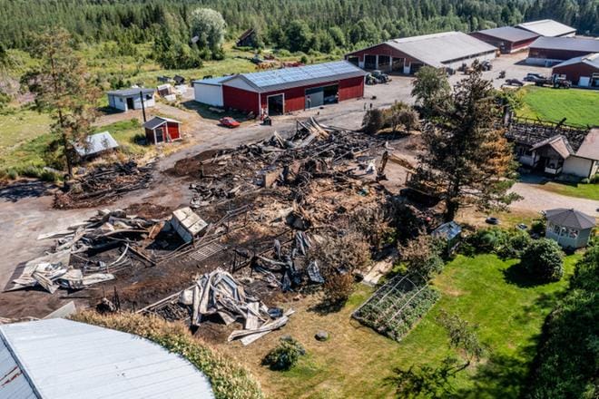 Jari ja Päivi Paulasaaren karjatilalla on 950 sonnia. Muut eläimet ovat pysyneet turvassa tilan uusissa rakennuksissa, joihin tulipalo ei yltänyt. Kuvat: Elena Mikkilä