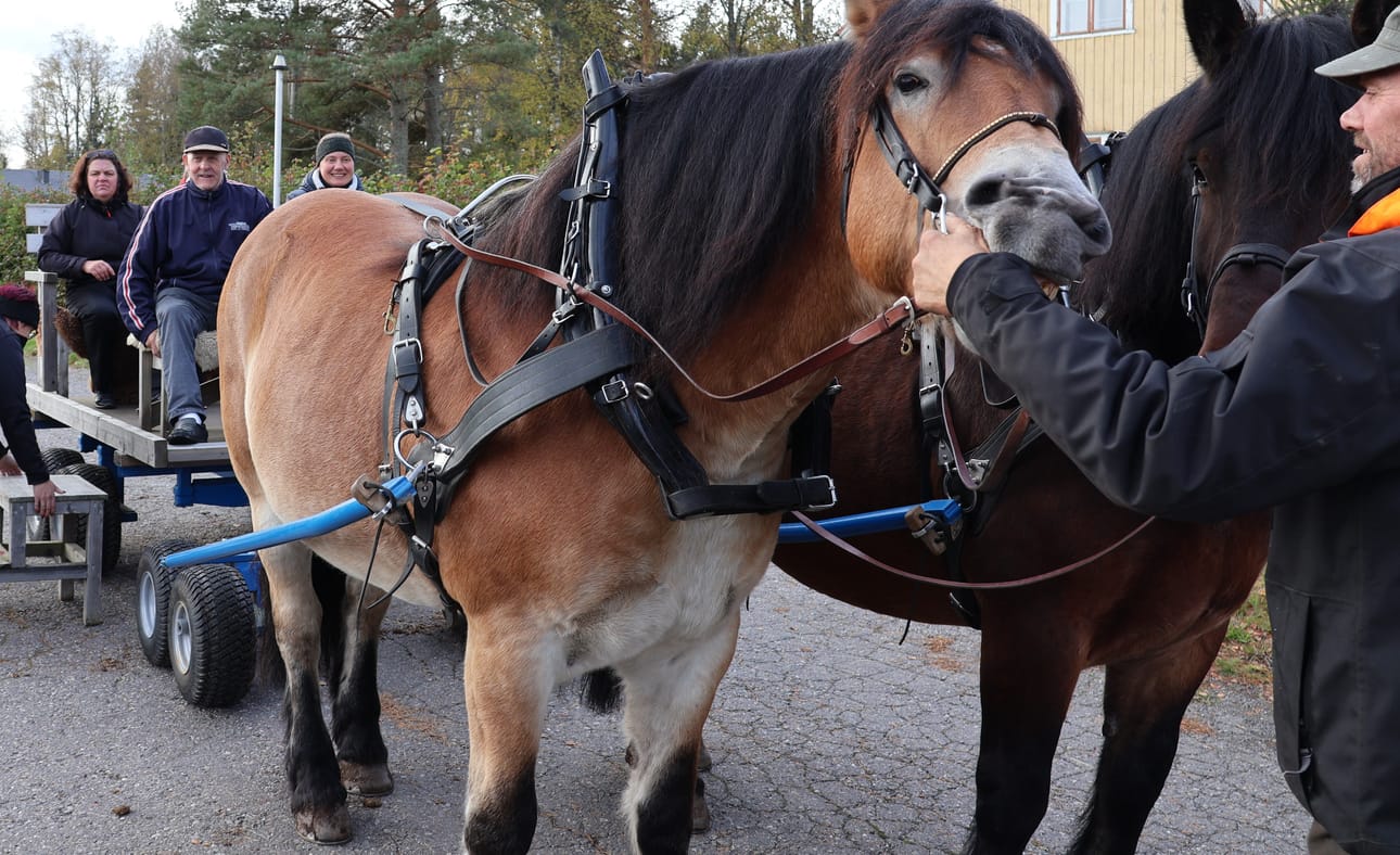 Kim Enholm (oik.) pitelee hevosia. Kyydissä valmiina lähtöön ovat ohjaimissa Tiia Alanco-Enholm sekä Eeli Panttila, ja takana istuu vapaaehtoisiin avustajiin kuuluva Tuula Seppälä.