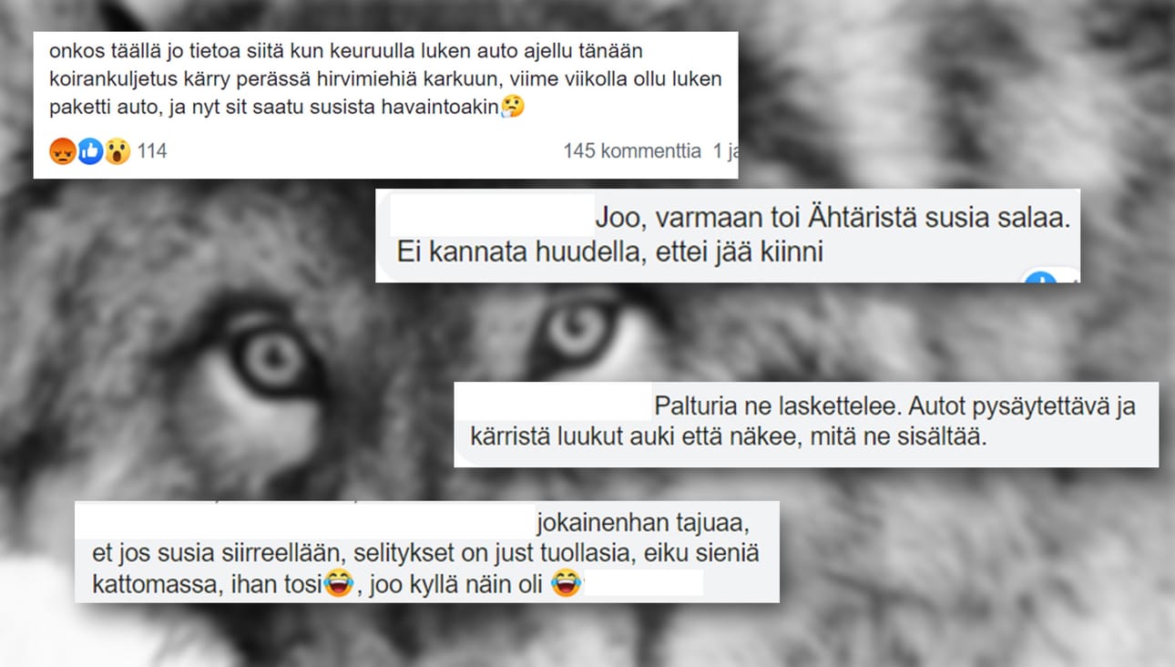 Susien siirtoistutuksia koskevat huhut ovat toistuneet säännöllisesti hyvin pitkään. Tuorein mylly pyöri tällä viikolla Facebookissa, ja liittyi Keuruun-Mäntän suunnalla havaittuihin Luken tutkijoihin. Kuvakaappaukset "Suurpeto politiikka" -ryhmästä.