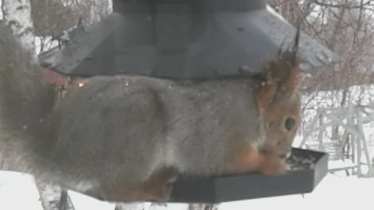 Orava tuli ikkunalle lintulaudalle syömään auringonkukan siemeniä