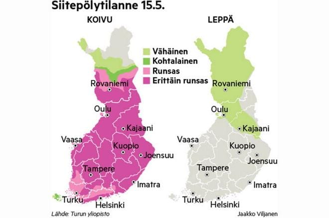 Grafiikka: Siitepölytilanne