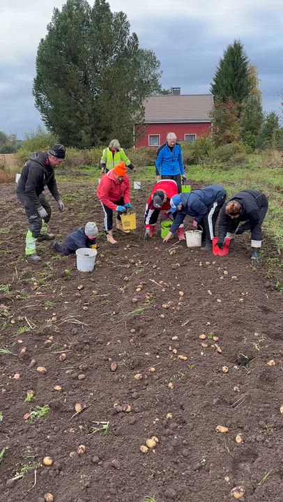 Perunnostossa Alahärmän Rintalassa