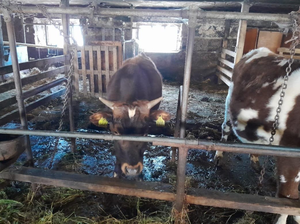 30 nautaeläimen hoitaminen osoittautui liian raskaaksi tehtäväksi jalasjärveläiselle tilalliselle. Kuva on jälkimmäiseltä tarkastukselta, jolloin olosuhteet tilalla olivat kohentuneet.