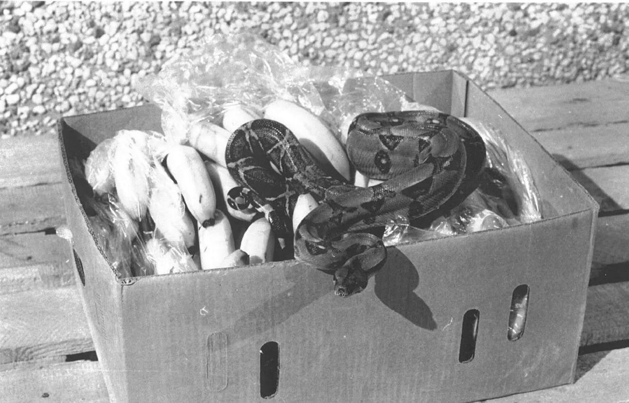 Vuosikymmeniin mahtuu monenlaista. Kuristajakäärme luikerteli banaanilaatikossa kauppaan joskus 1980-luvun alkupuolella. Ex-markkinointipäällikkö Seppo Laitila muistaa boan purreen kaupan talonmiestä. Terveysviranomaiset ottivat käärmeen talteen ja hävittivät sen.