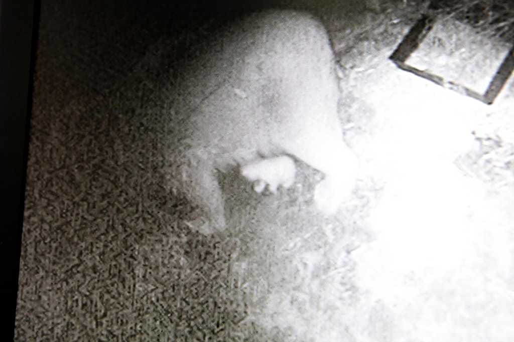 Pimeässä pesässä olevia Venus-emoa ja pentua seurataan infarapunasalamalla kuvaavalla kameralla, joka välittää tietokoneelle mustavalkoista videokuvaa.