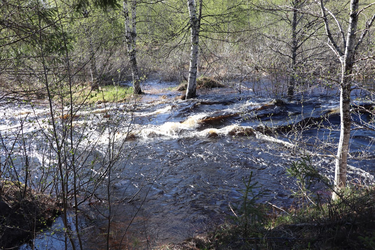 Pudasjärven Kipinässä vesi virtaa monin paikoin metsässä. Kuva Kipinästä Myllytien varresta.