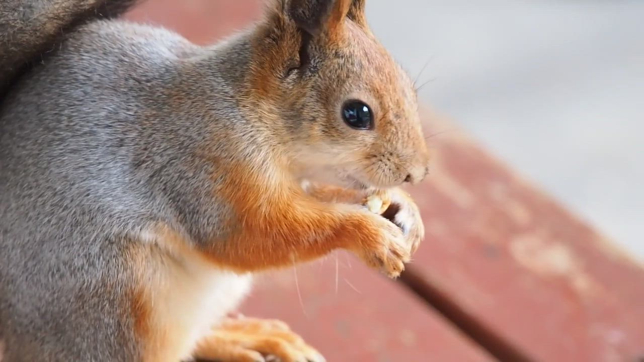 On pähkinä hyvää kun yksin syö