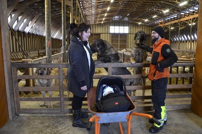 Sanni ja Aki Kaitamäen välissä kuopus Elli ja takana lampaiden lisäksi laumanvartijat eli espanjanmastiffit Rontti, Muska ja Nana. KUVAT: MARJUT HAAPANEN