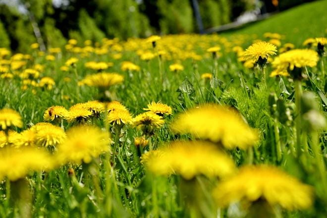 Toukokuun on ollut Suomessa poikkeuksellisen lämmin. Voikukat ovat kukkineen täydeltä terältä jo muutaman viikon. KUVA: KATJA ANINKO-LAUKKOLA