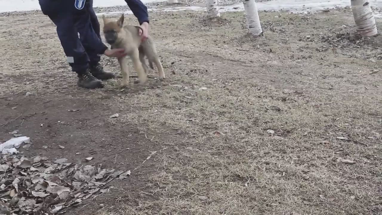 Poliisikoira Rölli harjoittelee