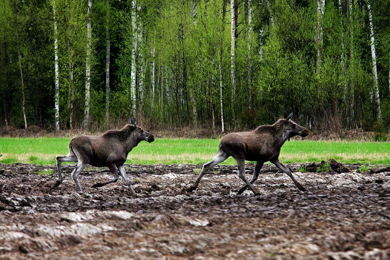 Hirvieläinten metsästyskausi alkaa 1.9. Arkistokuva.