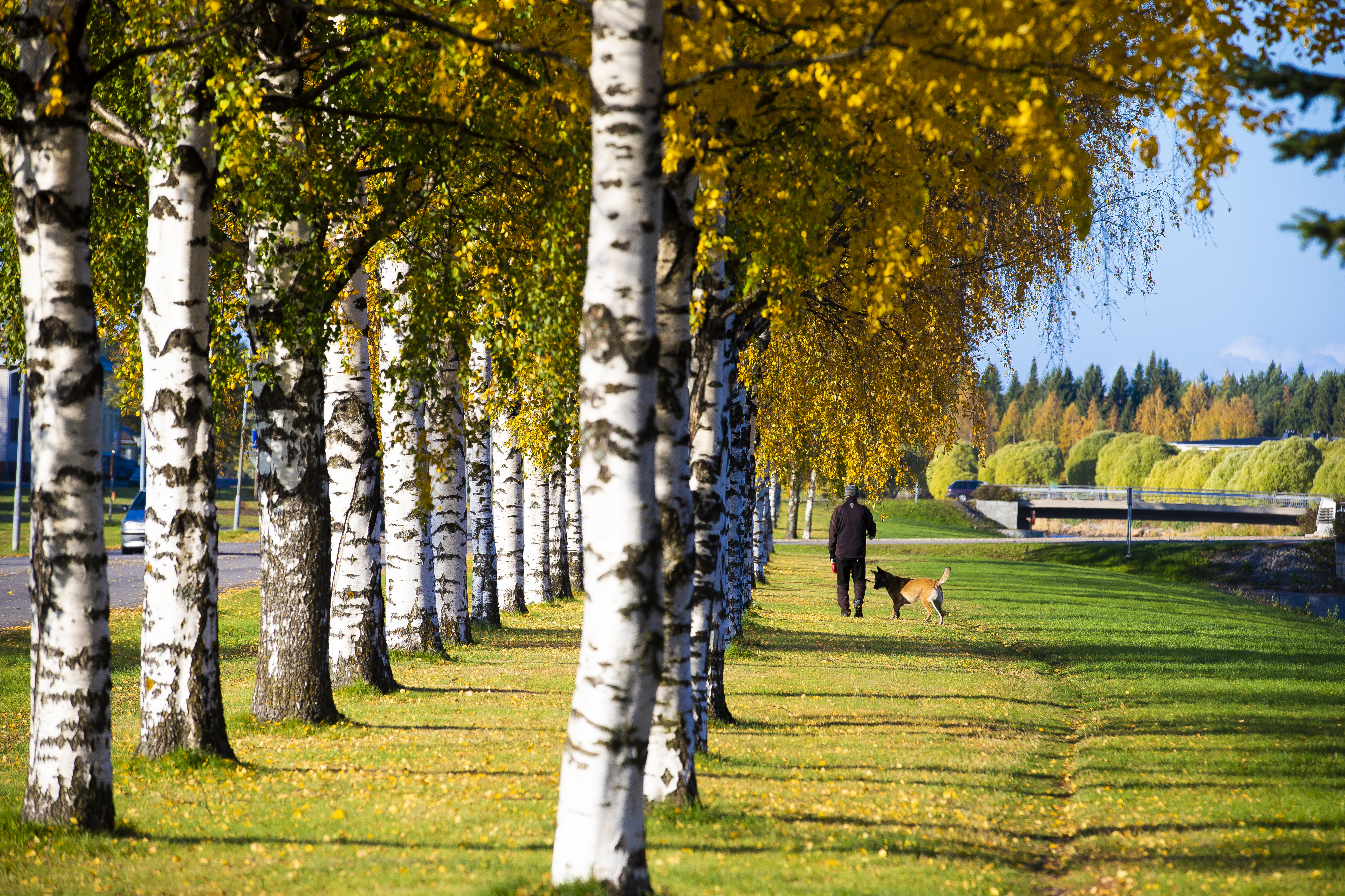 Aina ei ruska ole heleä ja kirkas, vaan joskus rumanruskea. Toisinaan taas talvi yllättää puut ja lehdet putoavat vihreinä ilman, että puu ehtii ottaa ravintoaineita talteen. Tänä syksynä talvehtiminen on selvästi alkanut onnistuneesti. 