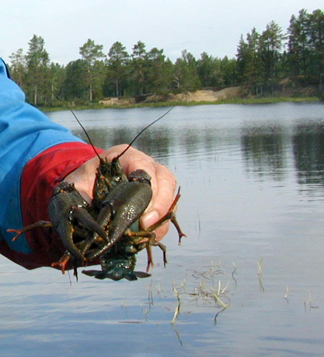 Ravustuskausi alkaa sunnuntaina