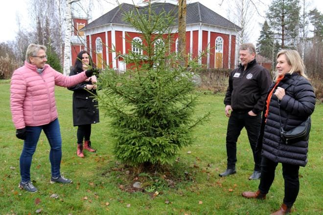 Marita Mattila, 4H-yhdistyksen toiminnanjohtaja Kirsi Siltamäki, Tapio Salo ja Tuula Mäki-Fränti bongasivat kirkkopuistosta kuusen, jonka seurakunta ehkä voisi koristella. KUVA: ANU NAHKALA