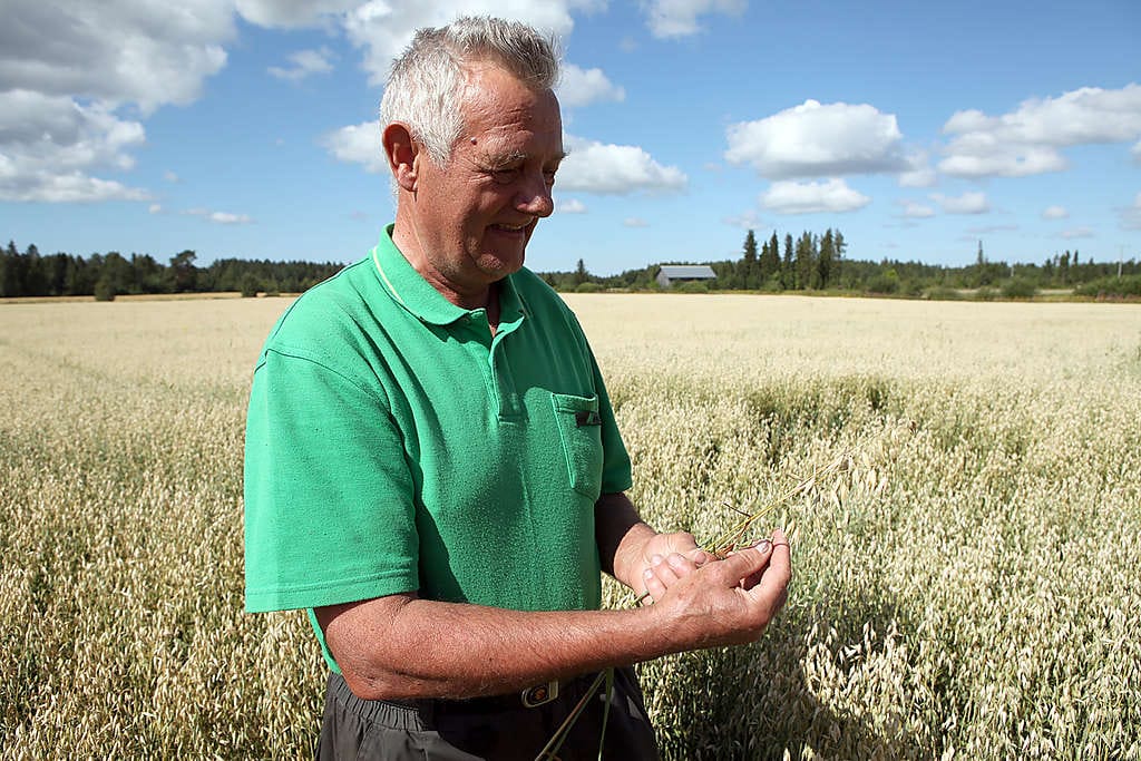 Maanviljelijä Antti Karvonen Siikajoen Revonlahdelta katselee nyt tyytyväisenä kaurapeltonsa satoa. Viljanpuintiin hän laskeskelee pääsevänsä elokuun puolivälissä. Kauran lisäksi hän viljelee myös ohraa, kuminaa ja rypsiä.