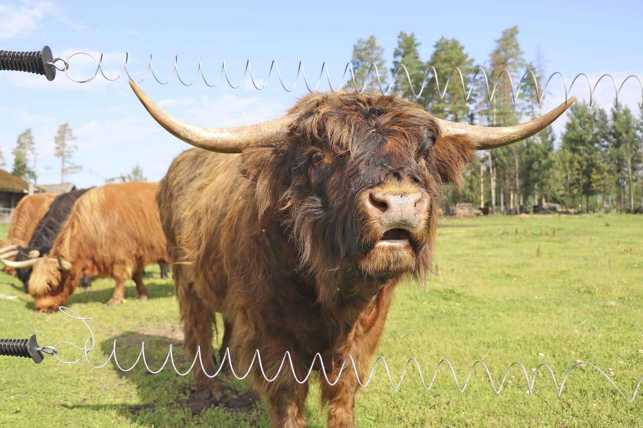 Soinin Hautakylässä asustavat Rautamulta highland -tilan komeat naudat. Tila on mukana lähiruokaviikonlopussa. Arkistokuva.