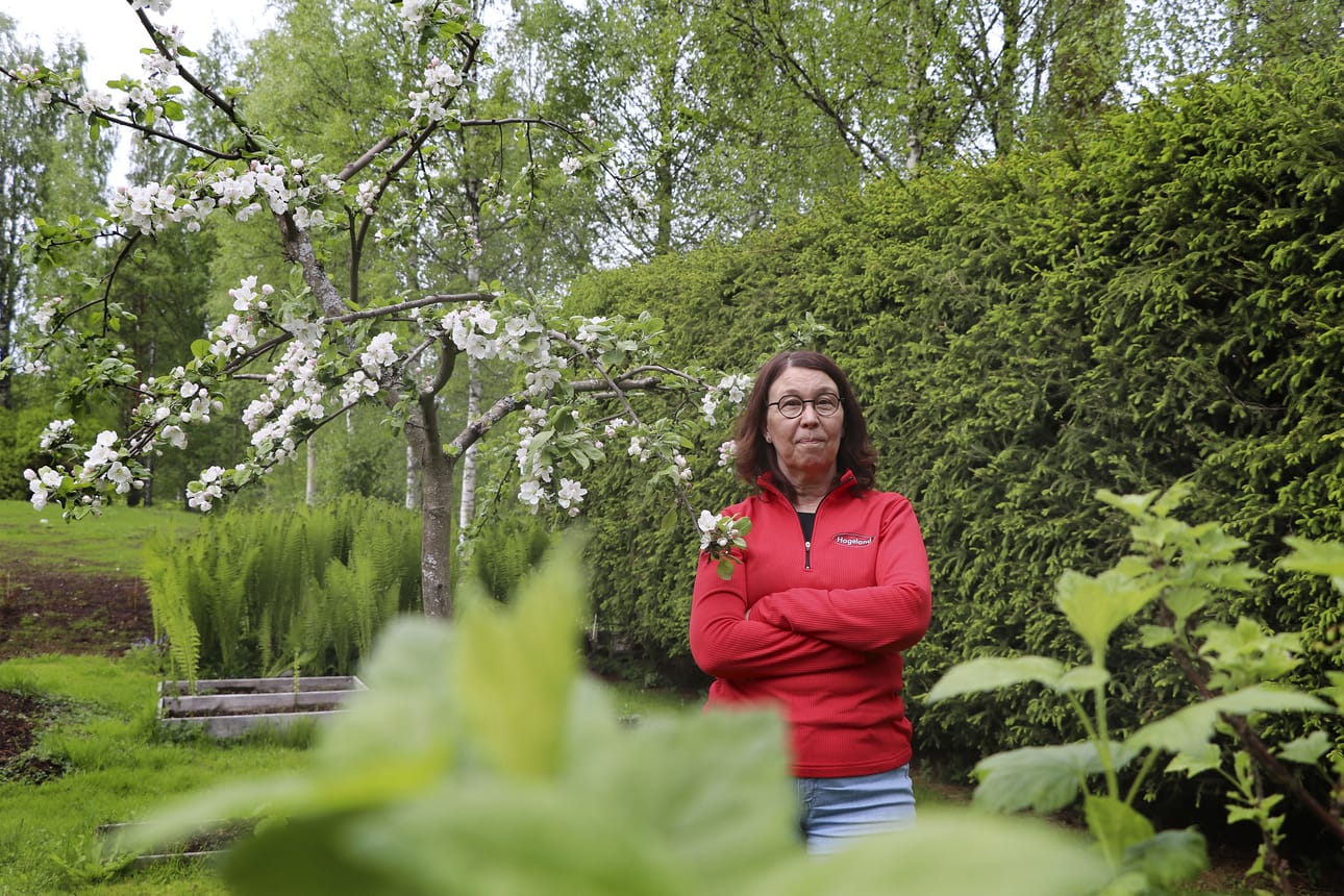 Tarja Pitkänen on taistellut lehtokotiloita vastaan pihallaan jo usean kesän ajan. Pahimmillaan hän on kerännyt kotiloita pihaltaan satoja yksilöitä illassa.