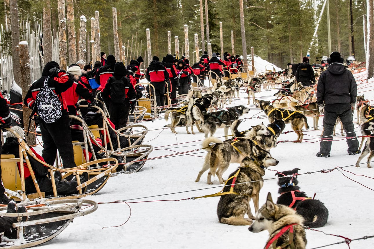 Matkailu työllistää Lapissa tuhansia ihmisiä. Arkistokuvassa ranskalaisia turisteja on lähdössä huskysafarille Rovaniemellä.